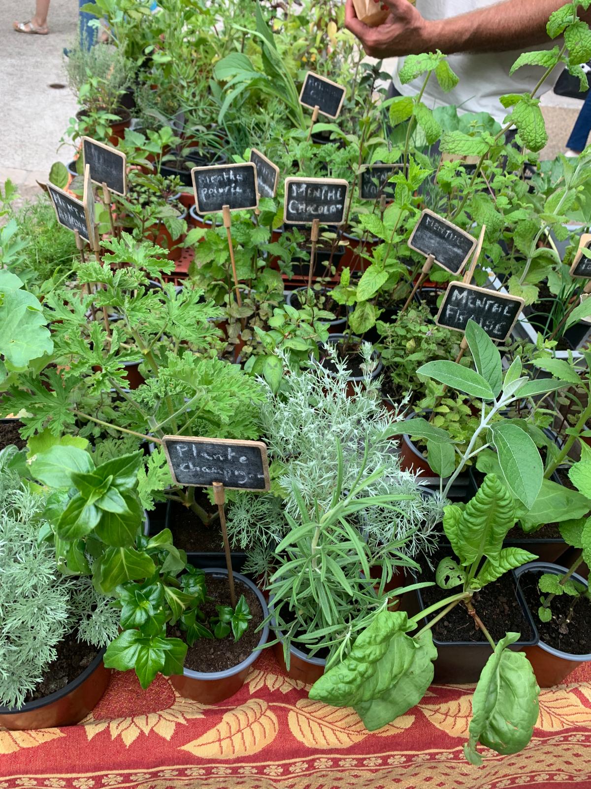 Herbes aromatiques
